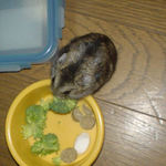 エサ食べ中ののんちゃん