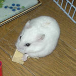 高野豆腐を食べるアイ