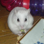 ブロッコリーを食べるアイ