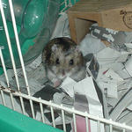 巣箱から出てきたのんちゃん