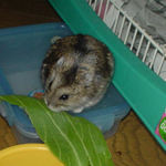 青梗菜を食べるのんちゃん