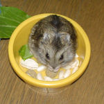 コメコメポップも食べてます