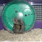 ユウキの回し車に興味を示すのんちゃん