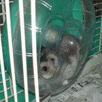 のんちゃんの回し車を回してるユウキ