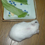 エサ皿の周りをうろうろ