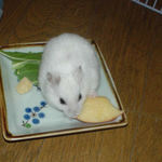 りんごを食べるアイ