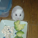 ブロッコリーを食べるアイ