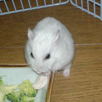 鶏ささみを食べるアイ