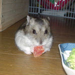 乾燥パパイヤを食べるユウキ