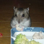 ユウキも鶏ささみは好物になりました