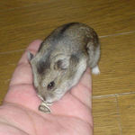 ヒマワリ種を取っていくユウキ