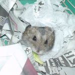 ティッシュに包まってブロッコリーを食べるのんちゃん