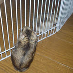 手前がのんちゃん、奥がユウキ