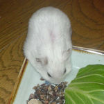 蕎麦の実をあさっているアイ