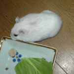 さらにエサを探し回るアイ