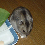 かぼちゃボーロを食べているユウキ