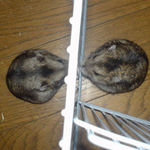 右がのんちゃん、左がユウキ