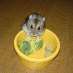 ブロッコリーを食べるのんちゃん