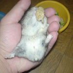 腹出し食い中ののんちゃん