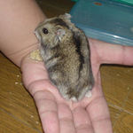 オスにみえませんか？