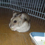 乾燥パイナップルを食べるユウキ