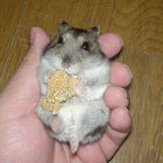 腹出し食い中のユウキ