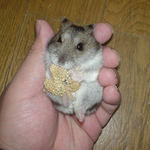 まだまだ、腹出し中