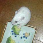 ブロッコリーを食べるアイ