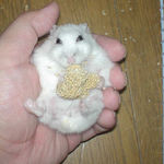 アイも粟の穂腹出し食い