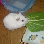 青梗菜にかじりつくアイ