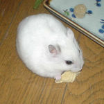 高野豆腐に齧りつくアイ