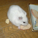 高野豆腐はほっぽいといて、乾燥りんごチップを食べています。