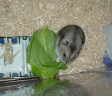 青梗菜を食べるユウキ