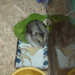 高野豆腐を食べるユウキ