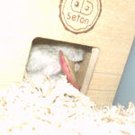 乾燥りんごチップを食べるのんちゃん