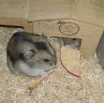 りんごチップを仲良く食べる!?