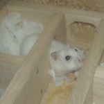 地下室に篭っていたアイ