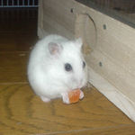 乾燥パパイヤを食べるアイ