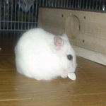 かぼちゃ種を剥いているアイ