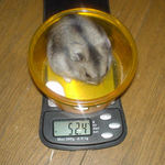 少しだけ増えました