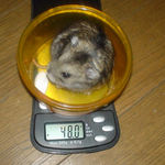 先週より減ってしまった、のんちゃんです