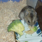 乾燥バナナを食べるのんちゃん