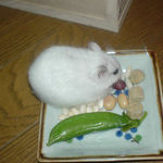 水煮大豆を食べているアイ