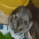 水煮大豆を食べるユウキ