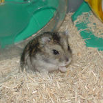 仔ハム顔ののんちゃん