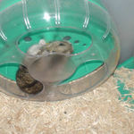 回し車が気になるの