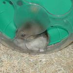 毛づくろい中？ののんちゃん