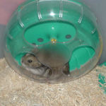 回し車が落ち着く!?