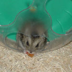 乾燥パパイヤを食べてるのんちゃん