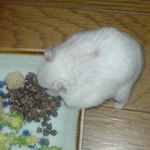 蕎麦の実を収納中のアイ